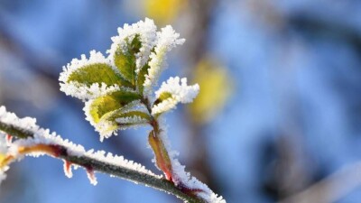 Түнде үсік жүреді: алдағы үш күнге ауа райы болжамы