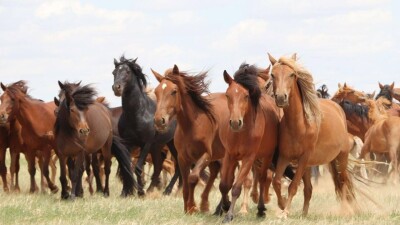 Павлодар облысында белгісіз аурудан ірі қара қырылып жатыр