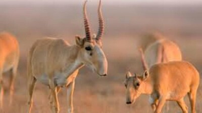 Ақсу қаласының тұрғынынан құны 2 млрд теңге болатын киік мүйіздері табылды