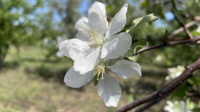 Қазақстанда мерекеде күн жылы болады. Қай өңірде найзағай ойнайды