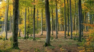 "Ертіс орманы" басшысы пара алды деген күдікке ілінді