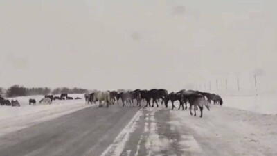 Павлодар облысында қараусыз жүрген 180 жылқының иесі жауапқа тартылды