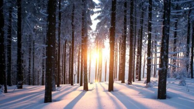 Соңғы 20 жылда болмаған суық. "Семей орманы" қорығында – 55 градус аяз