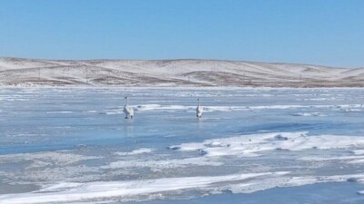 Баянауыл ауданында сирек кездесетін аққулар байқалды