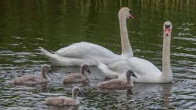 Қаракөлде қырылып қалған 1 мыңнан астам аққудың өлексесі жойылды