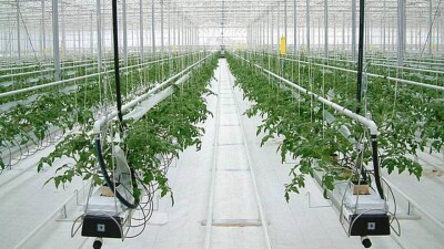 Шымкент қаласы мен Түркістан облысында жылыжай шаруашылықтарына субсидия төлеу басталды