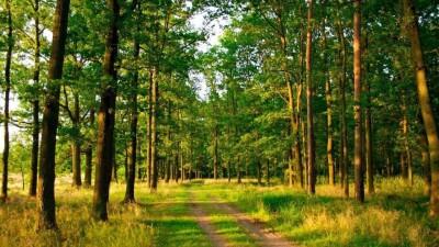 Павлодар облысында орманда өмір сүріп келген отбасы табылды
