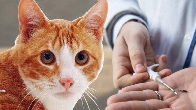 Шығыс Қазақстанда үй жануарларына микрочип салуға екі миллион теңгеден астам қаржы жұмсалады