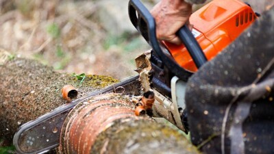Бейіт басын бүлдіріп, ну орманды шауып жатқан әкімге халық қарсы шықты