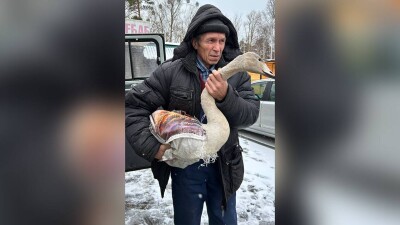 "Бурабай" ұлттық паркінің қызметкерлері "Қызыл кітапқа" енген аққуды құтқарды