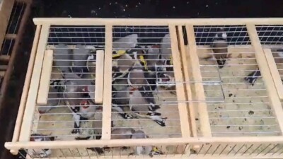 Шымкентте 100-ге жуық заңсыз ауланған құсты сатумен айналысқан екі азамат ұсталды