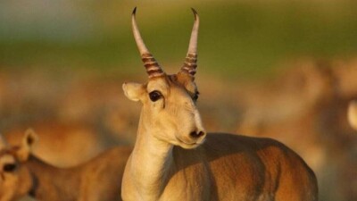 Ауыл шаруашылығы вице-министрі: Диқандар киіктерден зардап шекті ме, жоқ па – білмейміз