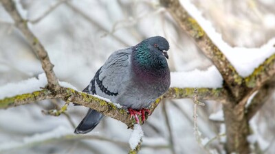 Павлодарлық полицейлер жолда жатқан көгершінді клиникаға жеткізді