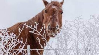 Жылқыға жұт келді ме? Бірнеше өңірде жануарлар аштан өліп жатыр