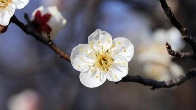 Көктемнің алғашқы демалысында ауа райын қандай болады