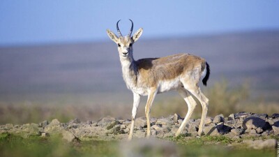 Қызылорда полицейлері екі браконьерден 76 киіктің ұшасын тәркіледі