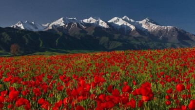 Түркістан облысында Қызыл кітапқа енген қызғалдақтарды жұлған қызға 11 миллион теңге айыппұл салынды