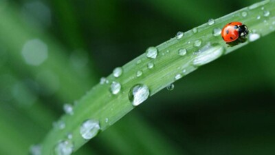 Қазақстанда бұл апта жауын-шашынды болады