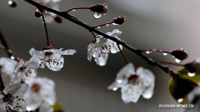 8 наурызда Қазақстанда жылынып, жаңбыр жауады