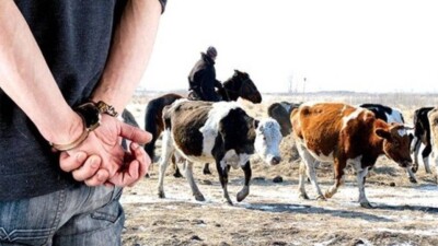 19-21 жас аралығындағы жігіттер: Қарағанды облысында мал ұрлығымен айналысқан топ ұсталды