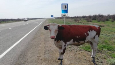 Ірі қара мен ұсақ малды далада бақылаусыз қалдырғандар енді айыппұл арқалайды