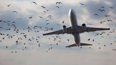 Қазақстанда құстардың ұшақтарға соғылуы бір жылда 58% төмендеді