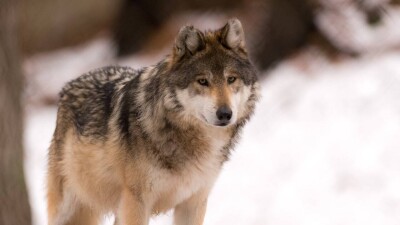 Қарқаралыда екі әйелді тістеген қасқырды іздеп жатыр