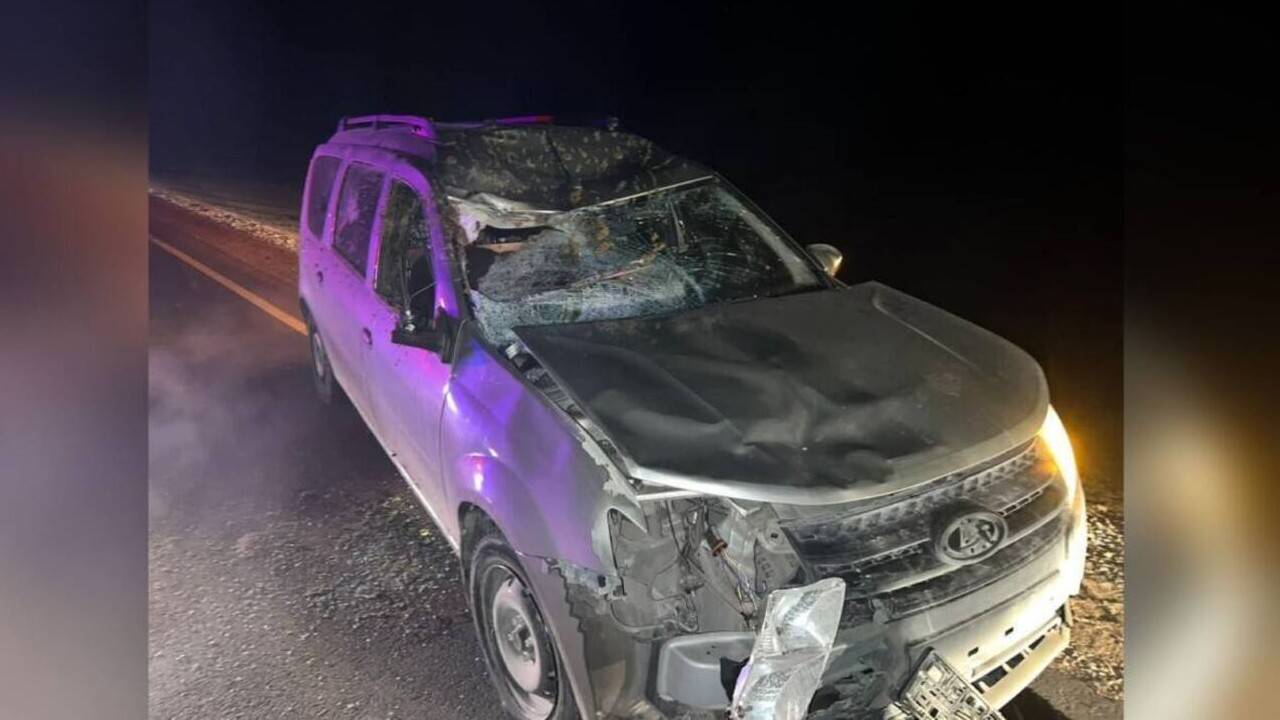 Павлодар облысында қараусыз жүрген мал жол апатына себеп болды