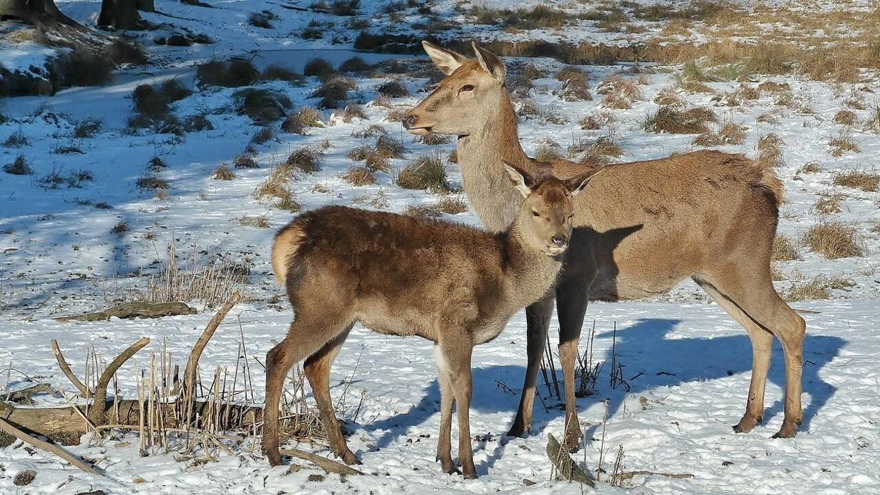 "Ертіс орманында" еліктер тағы да камераға түсті