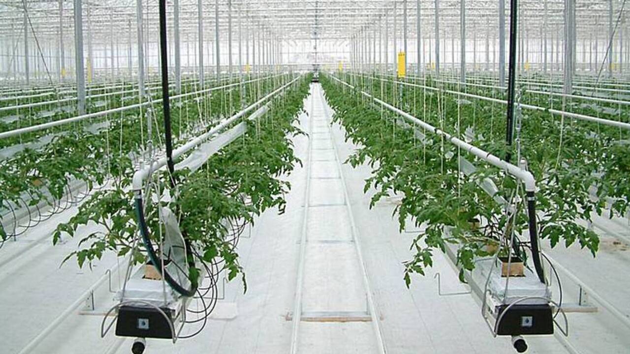 Шымкент қаласы мен Түркістан облысында жылыжай шаруашылықтарына субсидия төлеу басталды