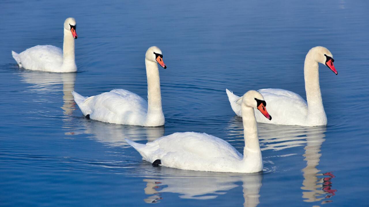 Маңғыстау облысының Қаракөл қаумалында аққулар жаппай қырылып жатыр