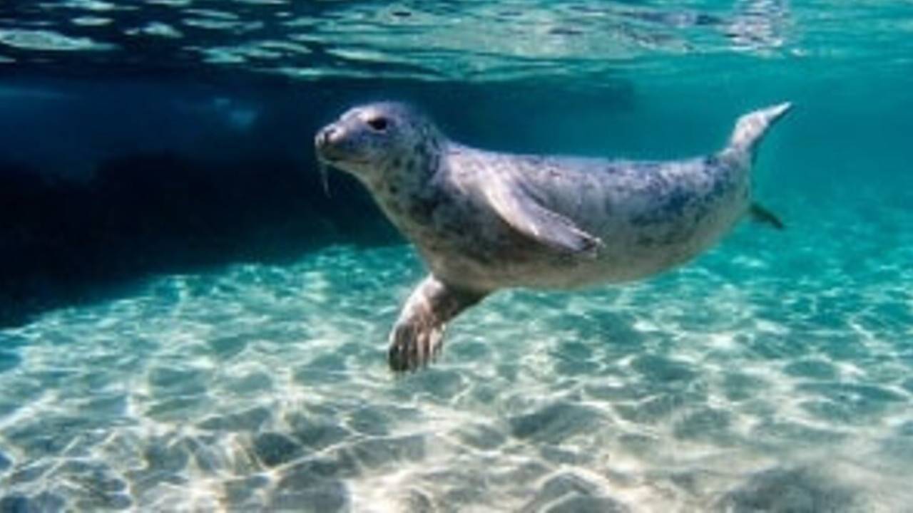 Маңғыстау облысында үш күнде 79 итбалықтың өлексесі табылды