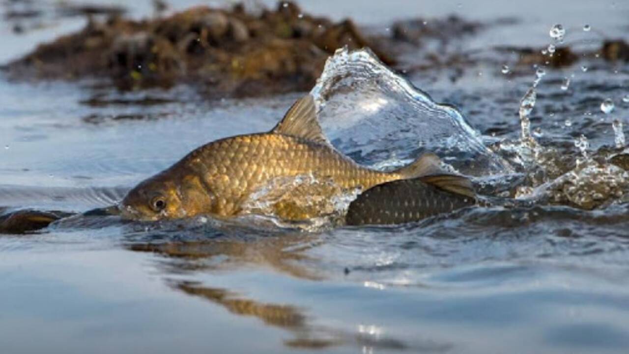 Атырау облысында балықтардың жаппай қырылуының алдын ала себебі белгілі болды