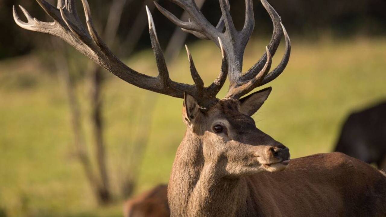 Қазақстанның солтүстігінде марал мен бұғылар жаппай қырылып жатыр