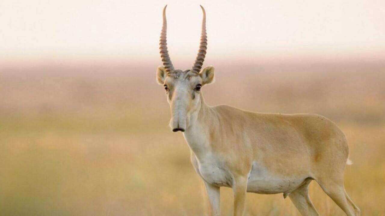 Қазақстанда киіктерді атуға ресми рұқсат берілді