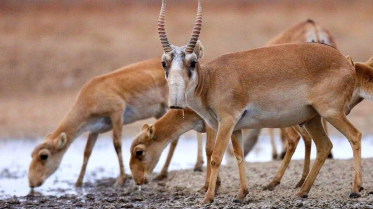 Қазақстан 2025 жылы киіктердің мүйізін шетелге сатуы мүмкін