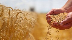 Почему экспорт зерновых в Китай – золотая жила для казахстанских аграриев