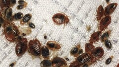 Южная Корея начала масштабную кампанию по уничтожению клопов