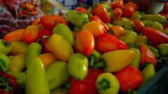 Аграрии ВКО и СКО привезут на ярмарку в столицу больше 700 тонн своей продукции