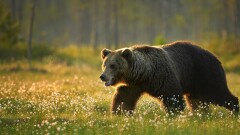 Браконьер застрелил медведя в Восточном Казахстане