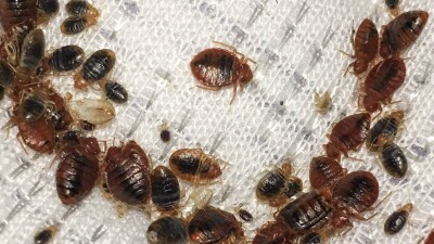 Южная Корея начала масштабную кампанию по уничтожению клопов