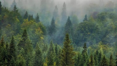 Семь должностных лиц лесных хозяйств привлекли к дисциплинарной ответственности в СКО
