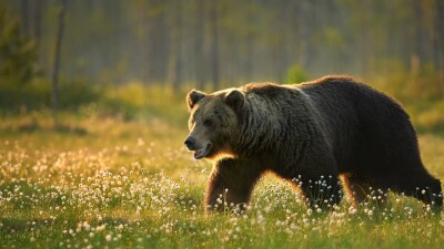 Браконьер застрелил медведя в Восточном Казахстане