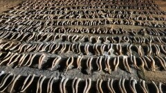Батыс Қазақстан облысында 805 дана киік мүйізін алып бара жатқан браконьерлер ұсталды