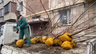 Алматылықтарға тегін көшет таратылады. Оны алу үшін 10 сәуірге дейін өтініш беру қажет
