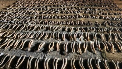 Батыс Қазақстан облысында 805 дана киік мүйізін алып бара жатқан браконьерлер ұсталды