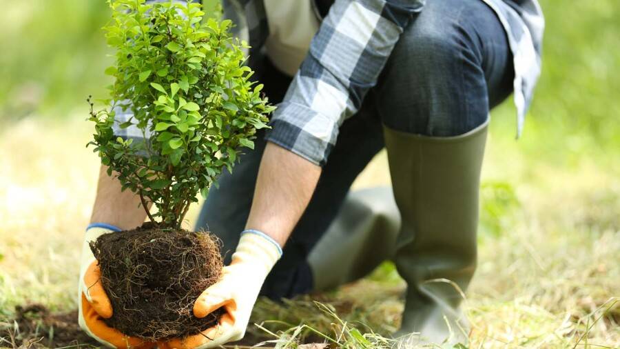 Түркістан облысында бес жылда 170 млн көшет отырғызылады