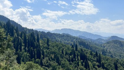 Пожары и неприживаемость. Что мешает лесам расти и как государство решает эти проблемы