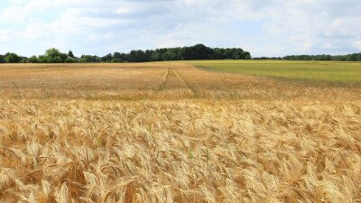 "Прошлый год был самым сложным". Какой урожай ждут фермеры СКО и как помогают региону развиваться