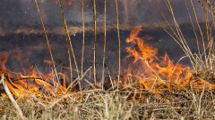 В Атырауской области горит камыш: в городе смог